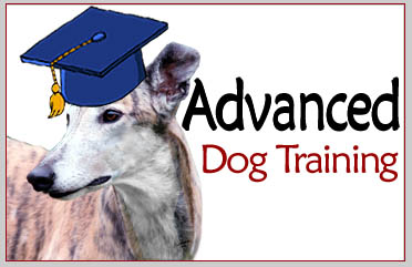 South Mountain - Advanced Dog Training Classes
