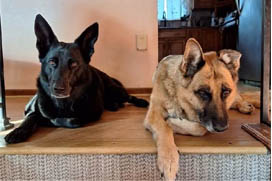 Pat's German Shepherds